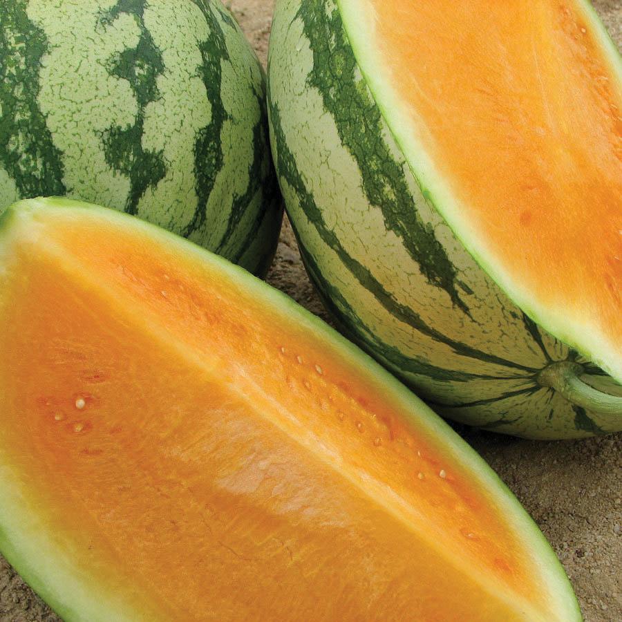 Tendersweet Orange Watermelon by MIgardener