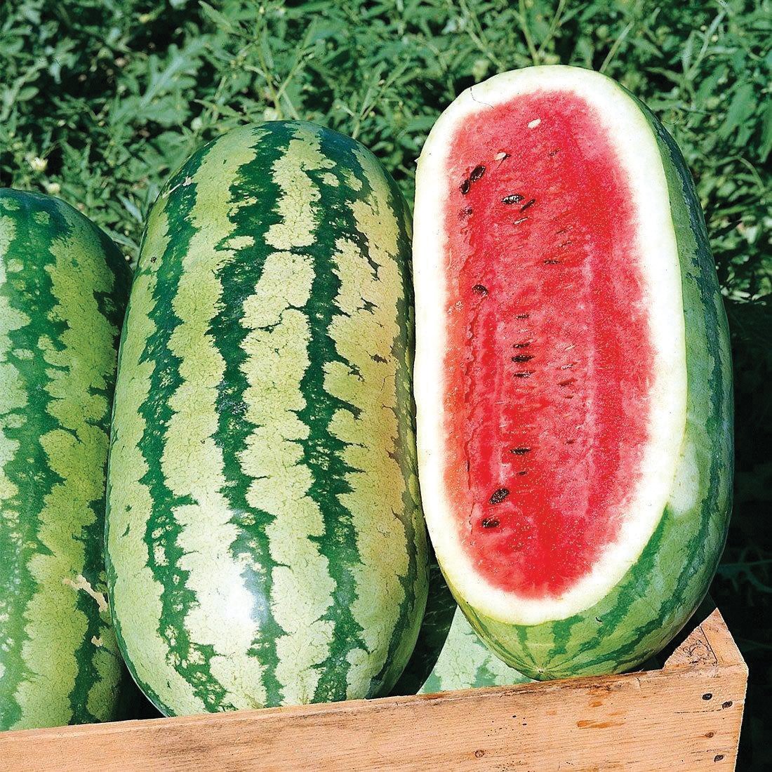 Jubilee Watermelon by MIgardener