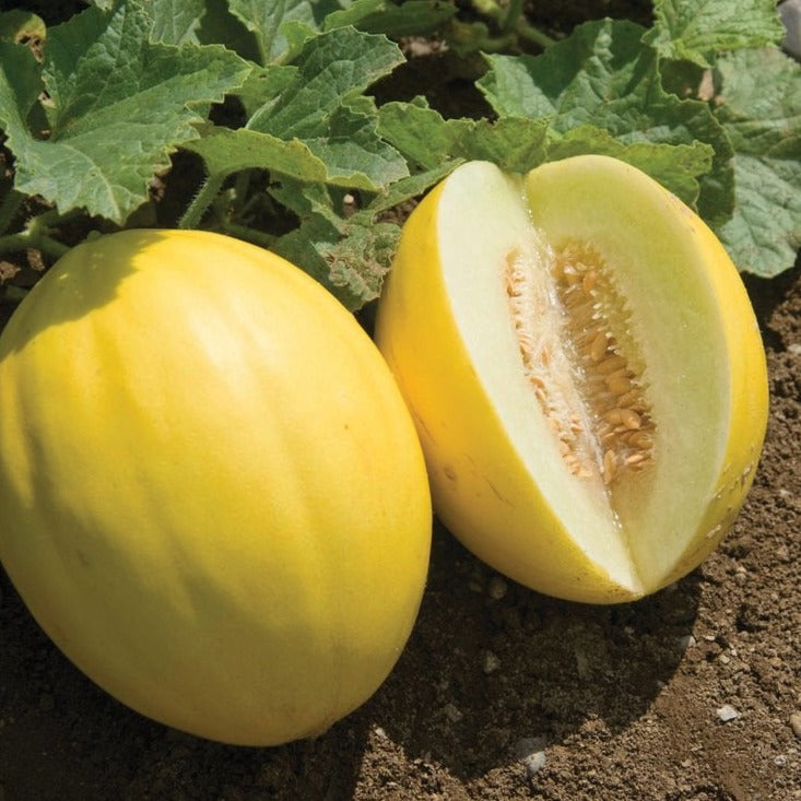 Canary Yellow Melon by MIgardener