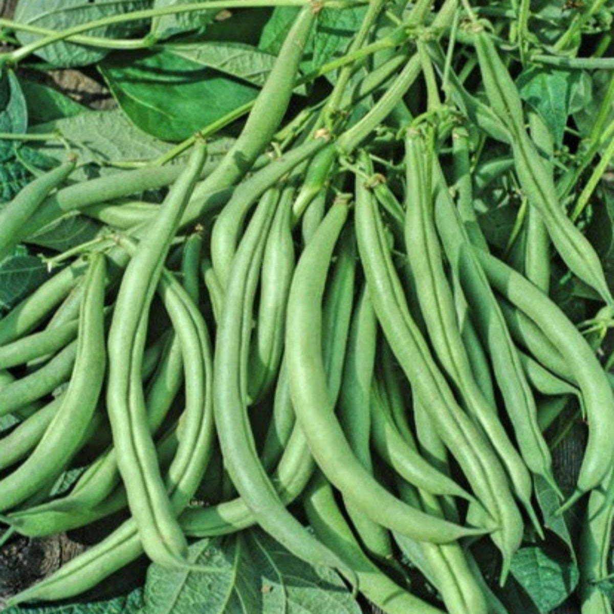 Mountain Half Runner Heirloom Green Bean Seeds by Papaws Garden Supply
