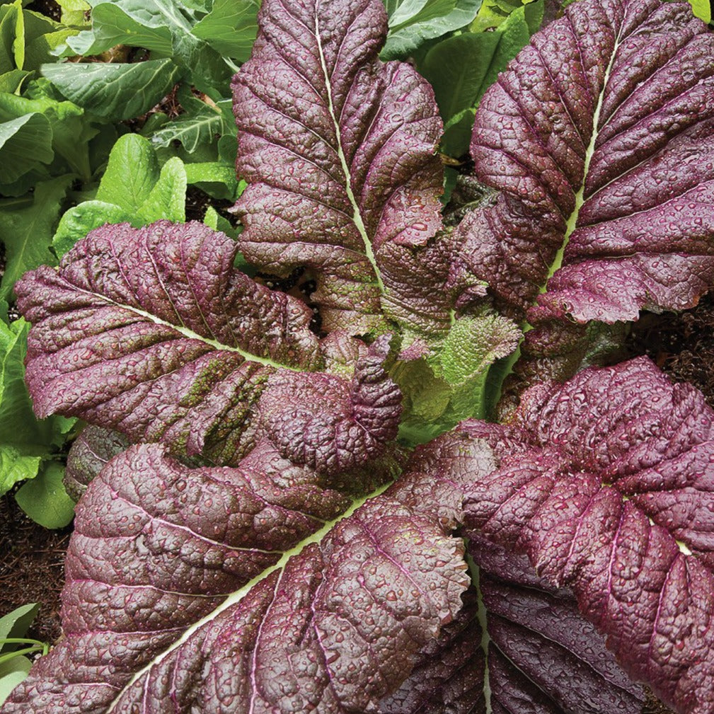Red Giant Mustard by MIgardener