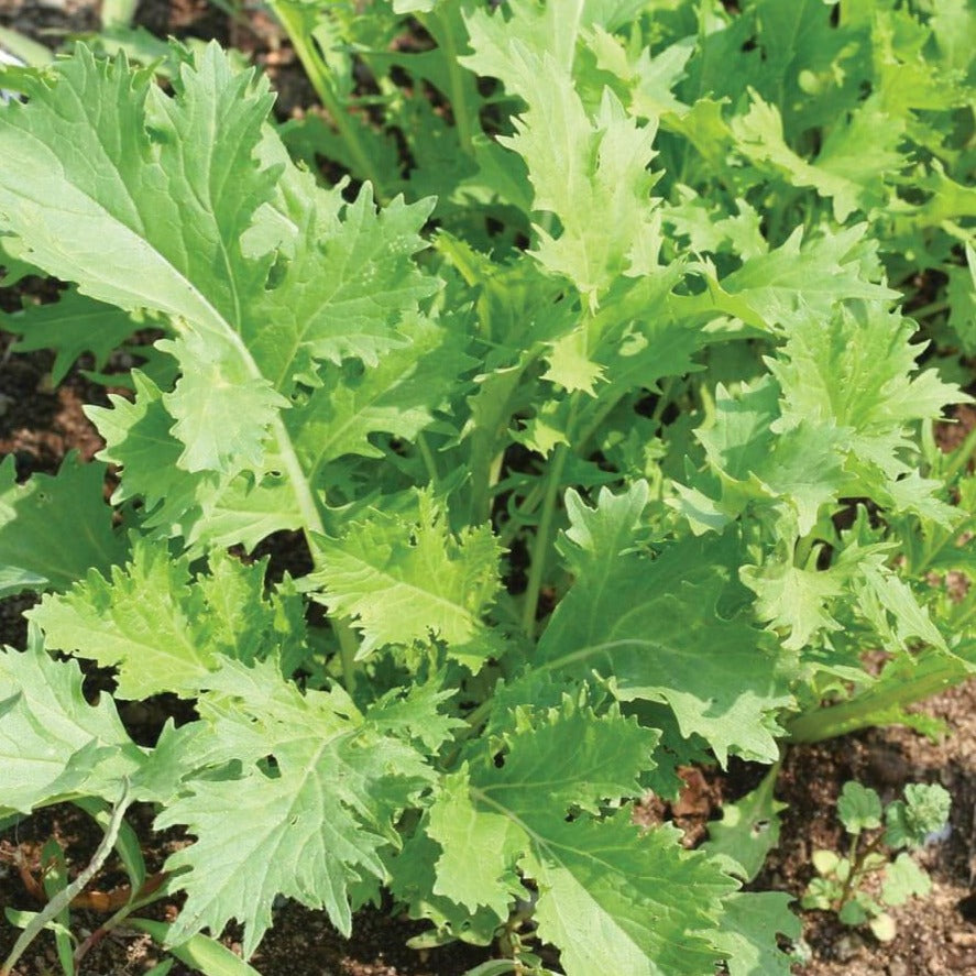 Mizuna Mustard by MIgardener
