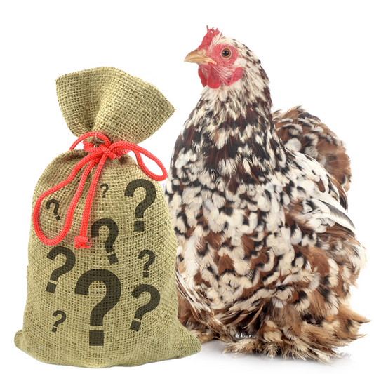 Pampered Chicken Mama 7 Pound Mystery Chicken Treat Bundle: 7 Different Treats Delivered To Your Door! from Dahlia Pets