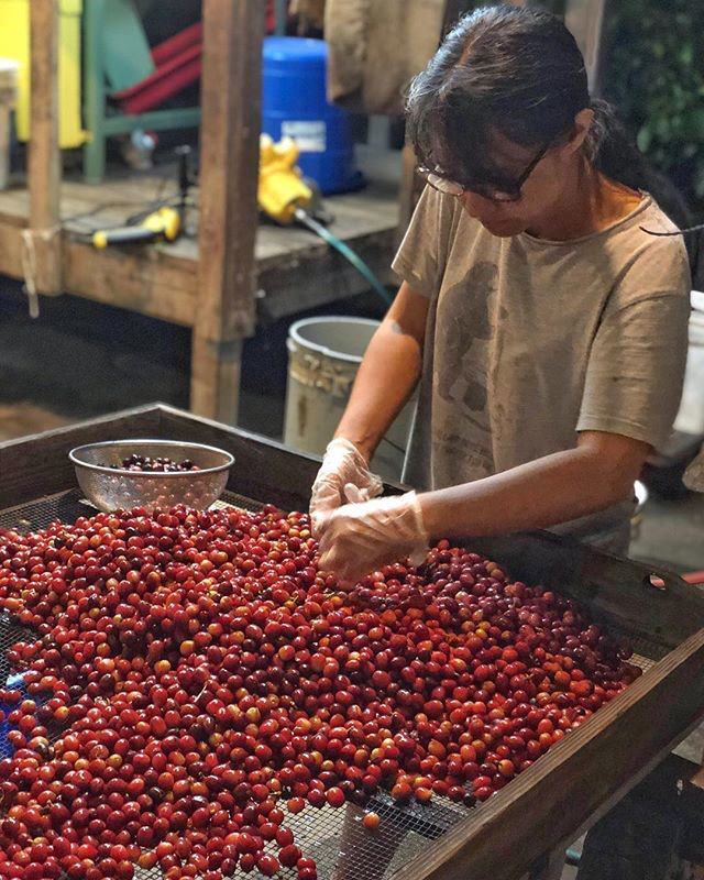 Made Like Iron Hawaiian Coffee, Confection from MaverickChocolate