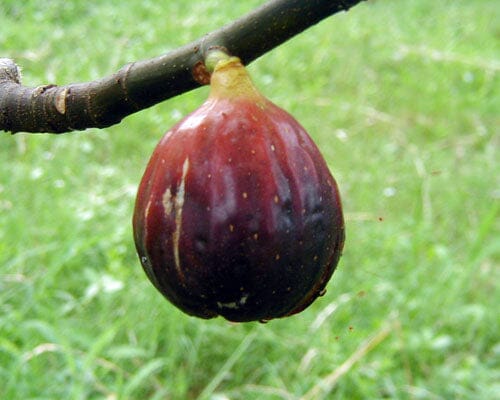 Magnolia Fig Tree from Everglades Farm