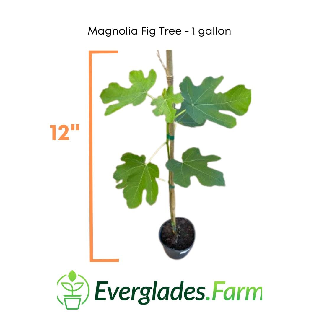 Magnolia Fig Tree from Everglades Farm