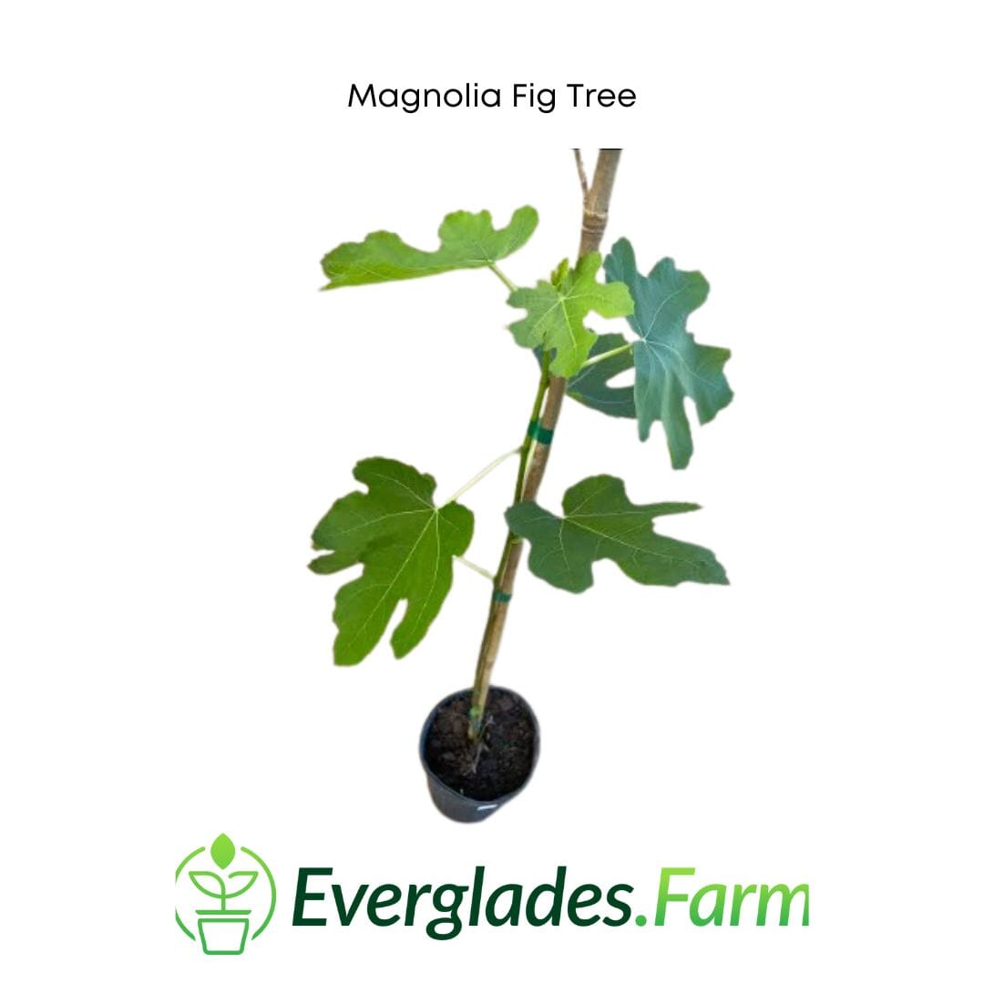Magnolia Fig Tree from Everglades Farm