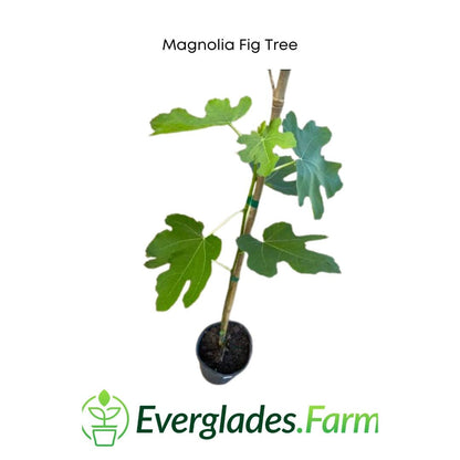 Magnolia Fig Tree from Everglades Farm