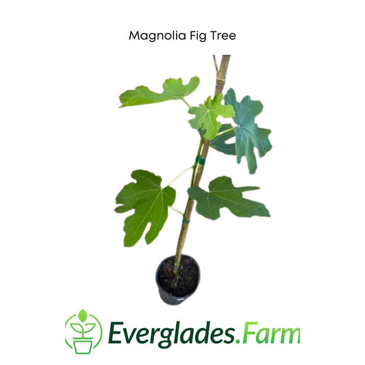 Magnolia Fig Tree from Everglades Farm