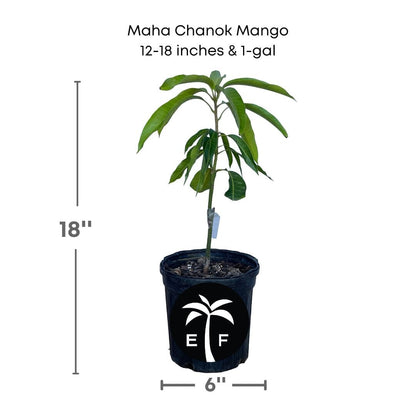 Maha Chanok Mango Tree, Grafted, Fruit Trees from Everglades Farm