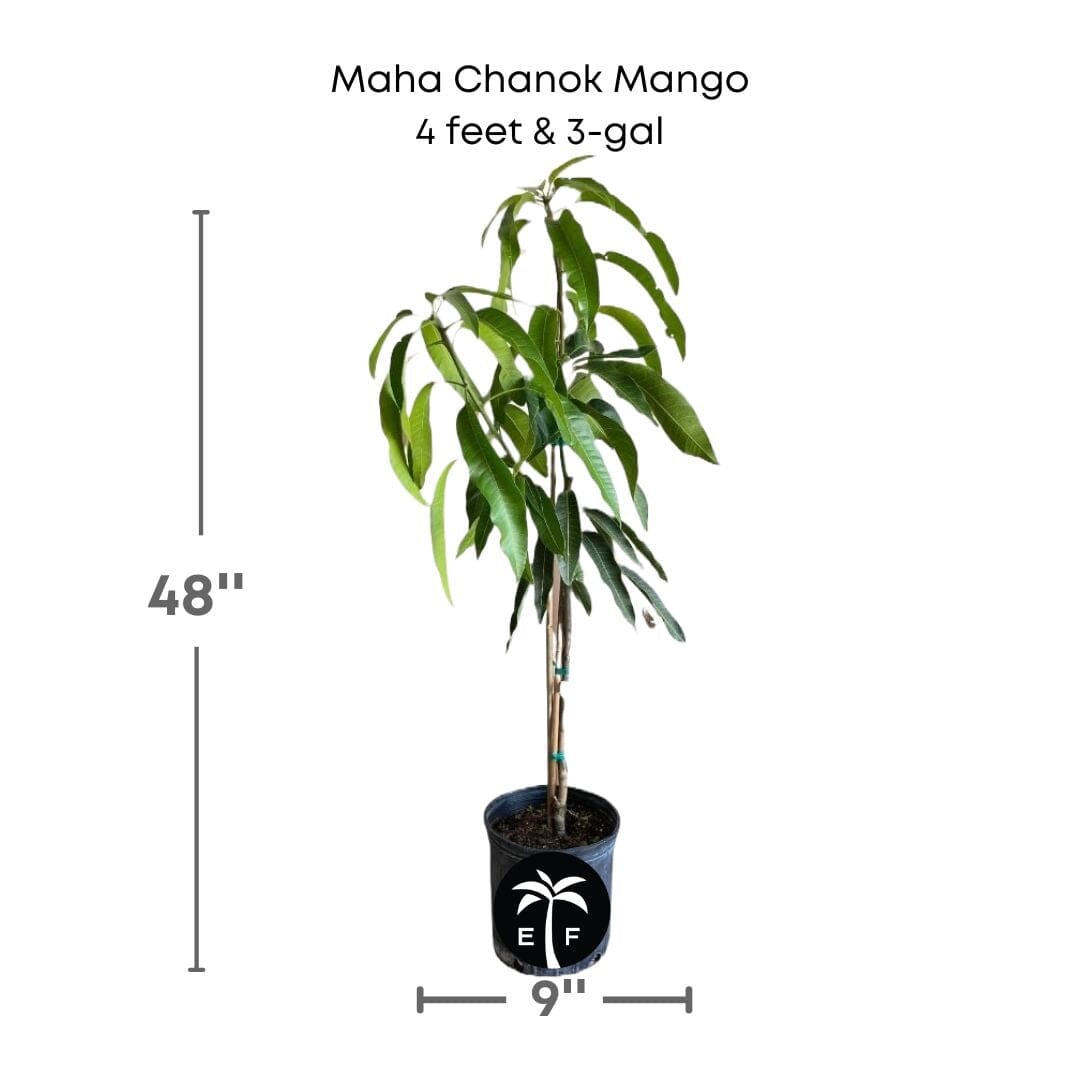 Maha Chanok Mango Tree, Grafted, Fruit Trees from Everglades Farm