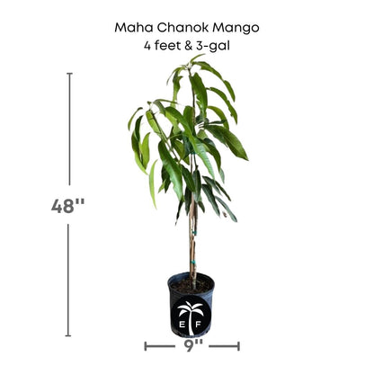 Maha Chanok Mango Tree, Grafted, Fruit Trees from Everglades Farm