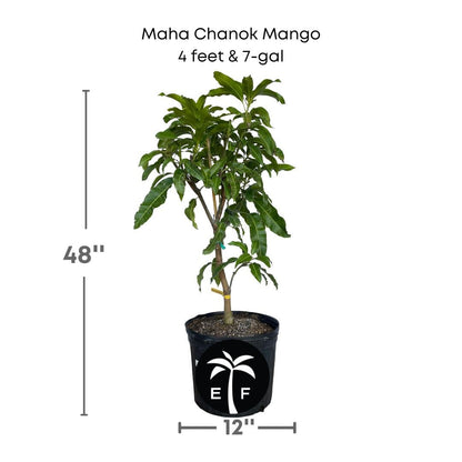 Maha Chanok Mango Tree, Grafted, Fruit Trees from Everglades Farm