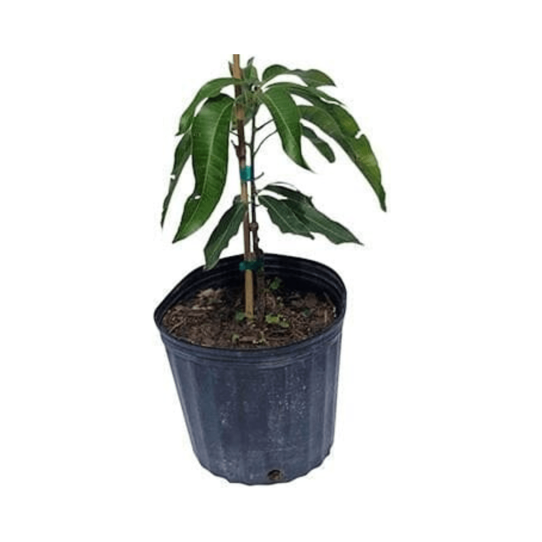 Cogshall Mango Tree Dwarf, Grafted, Fruit Trees from Everglades Farm