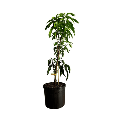 Cogshall Mango Tree Dwarf, Grafted, Fruit Trees from Everglades Farm