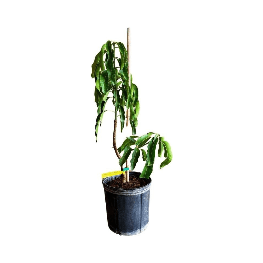 Cogshall Mango Tree Dwarf, Grafted, Fruit Trees from Everglades Farm
