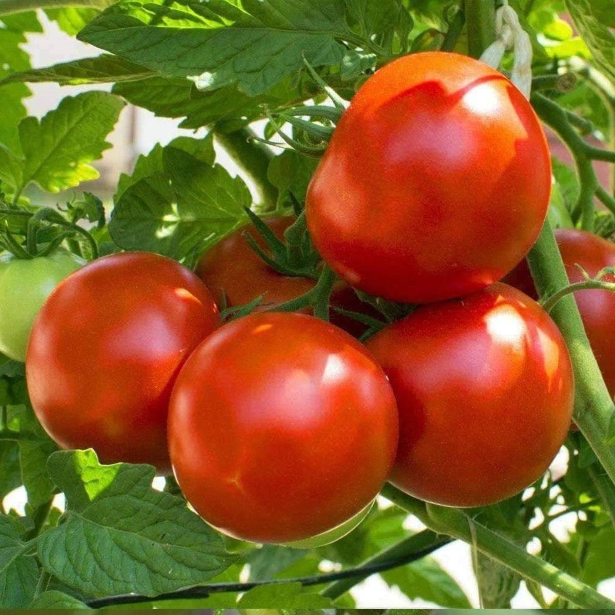 Marion Southern Heirloom Tomato Seeds by Papaws Garden Supply