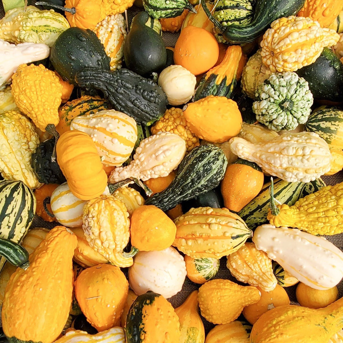 Cornucopia Gourd Mix by MIgardener