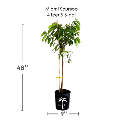 Soursop Guanabana from Seedlings Fruit Tree, Fruit Trees from Everglades Farm