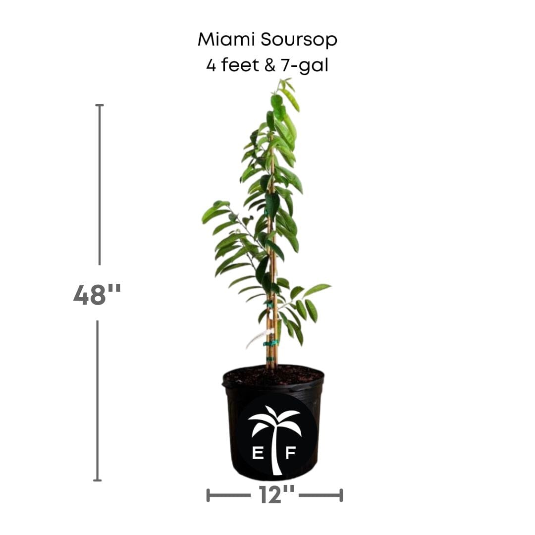 Soursop Guanabana from Seedlings Fruit Tree, Fruit Trees from Everglades Farm