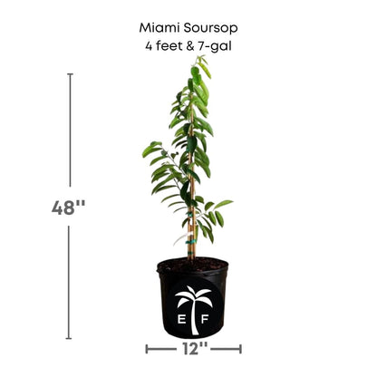 Soursop Guanabana from Seedlings Fruit Tree, Fruit Trees from Everglades Farm