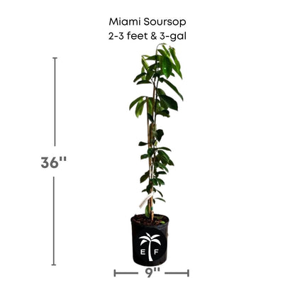 Soursop Guanabana from Seedlings Fruit Tree, Fruit Trees from Everglades Farm