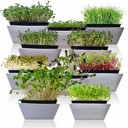 10-Variety Heirloom Microgreen Seed Pack – Non-GMO Seeds for Indoor Growing, Sprouting & Year-Round Nutrition