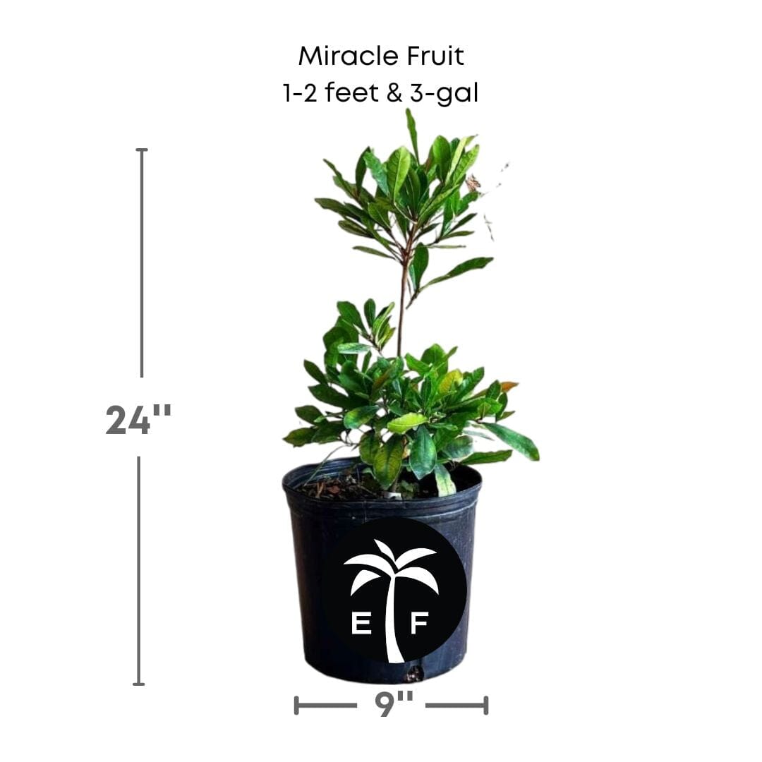 Miracle Fruit Plant (Miracle Berry Tree), Fruit Trees from Everglades Farm