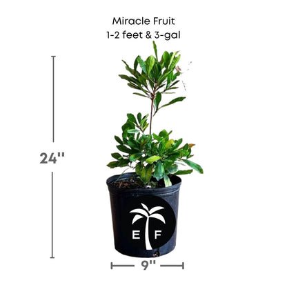Miracle Fruit Plant (Miracle Berry Tree), Fruit Trees from Everglades Farm