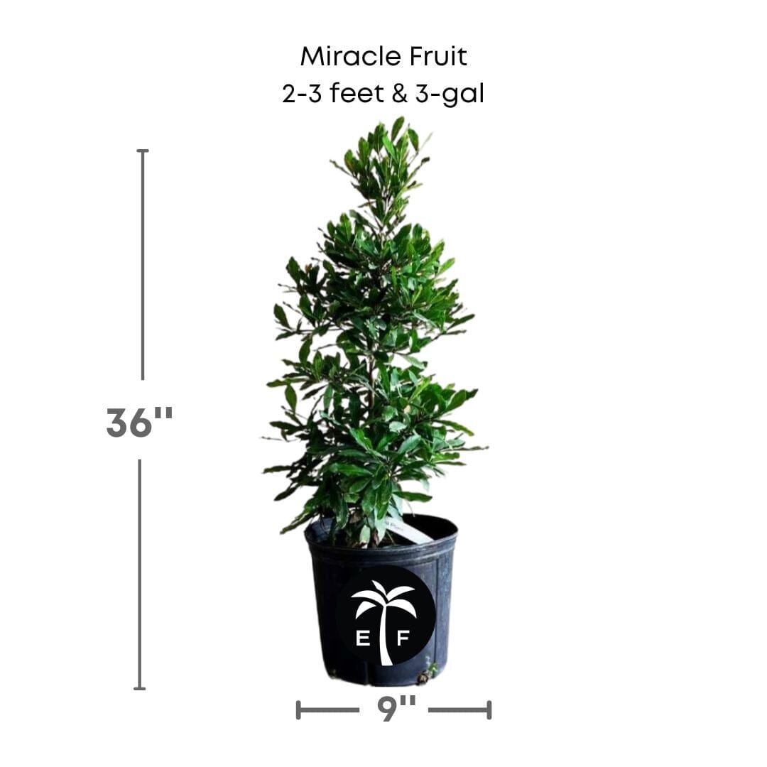 Miracle Fruit Plant (Miracle Berry Tree), Fruit Trees from Everglades Farm