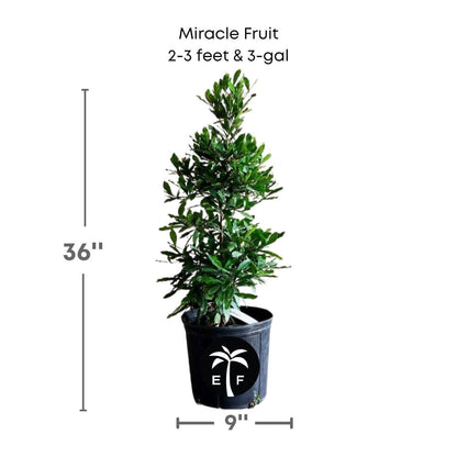 Miracle Fruit Plant (Miracle Berry Tree), Fruit Trees from Everglades Farm