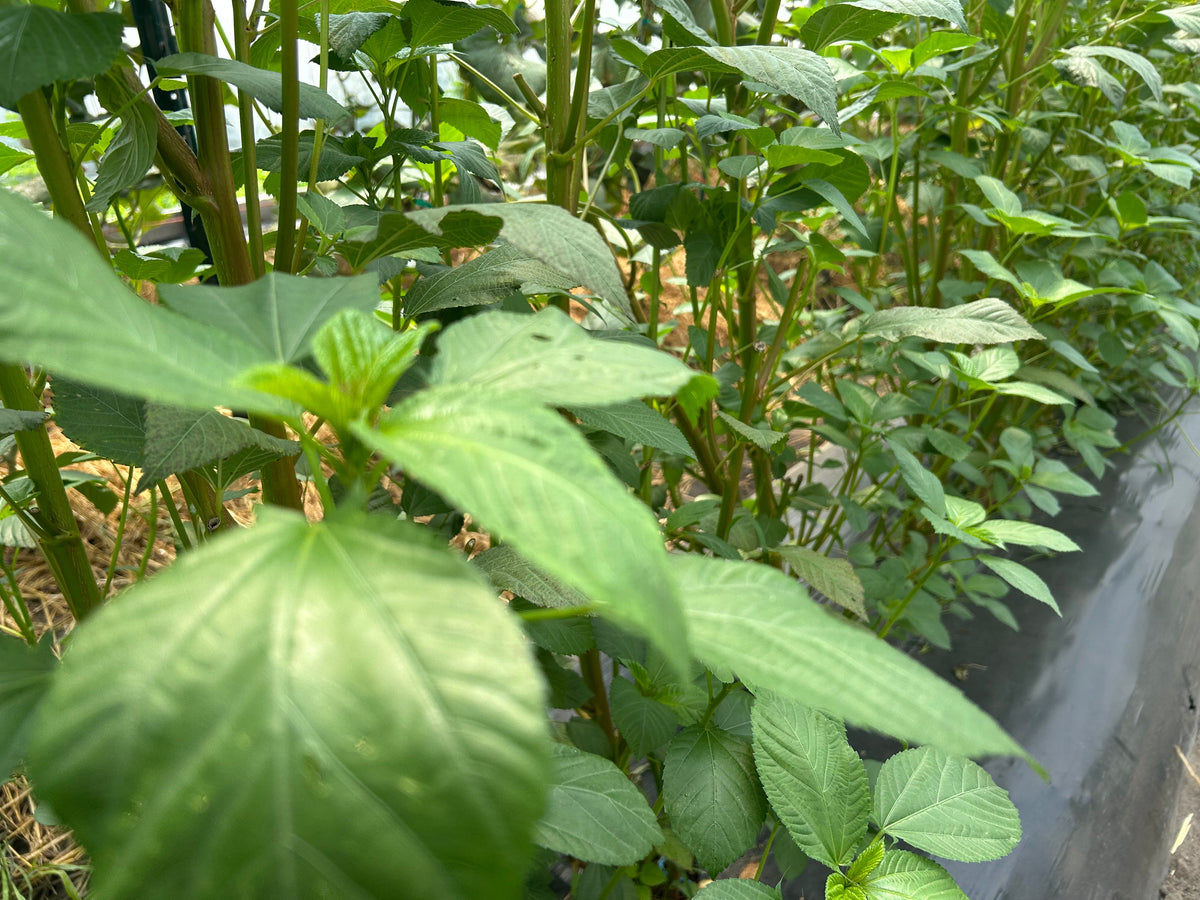 Molokhia (Mulukhiya) | Suzuki Farm | 1 bunch, image 3 of 5