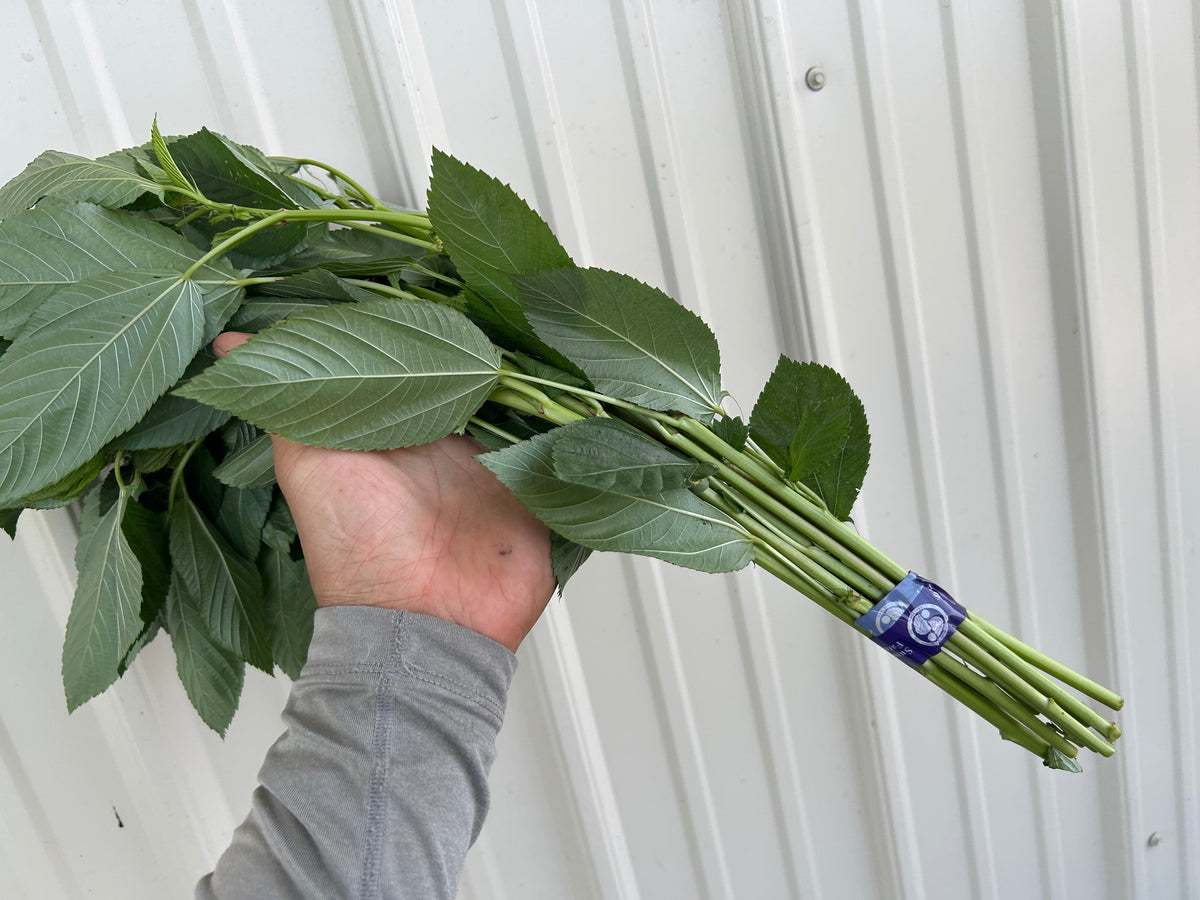 Molokhia (Mulukhiya) | Suzuki Farm | 1 bunch, image 2 of 5