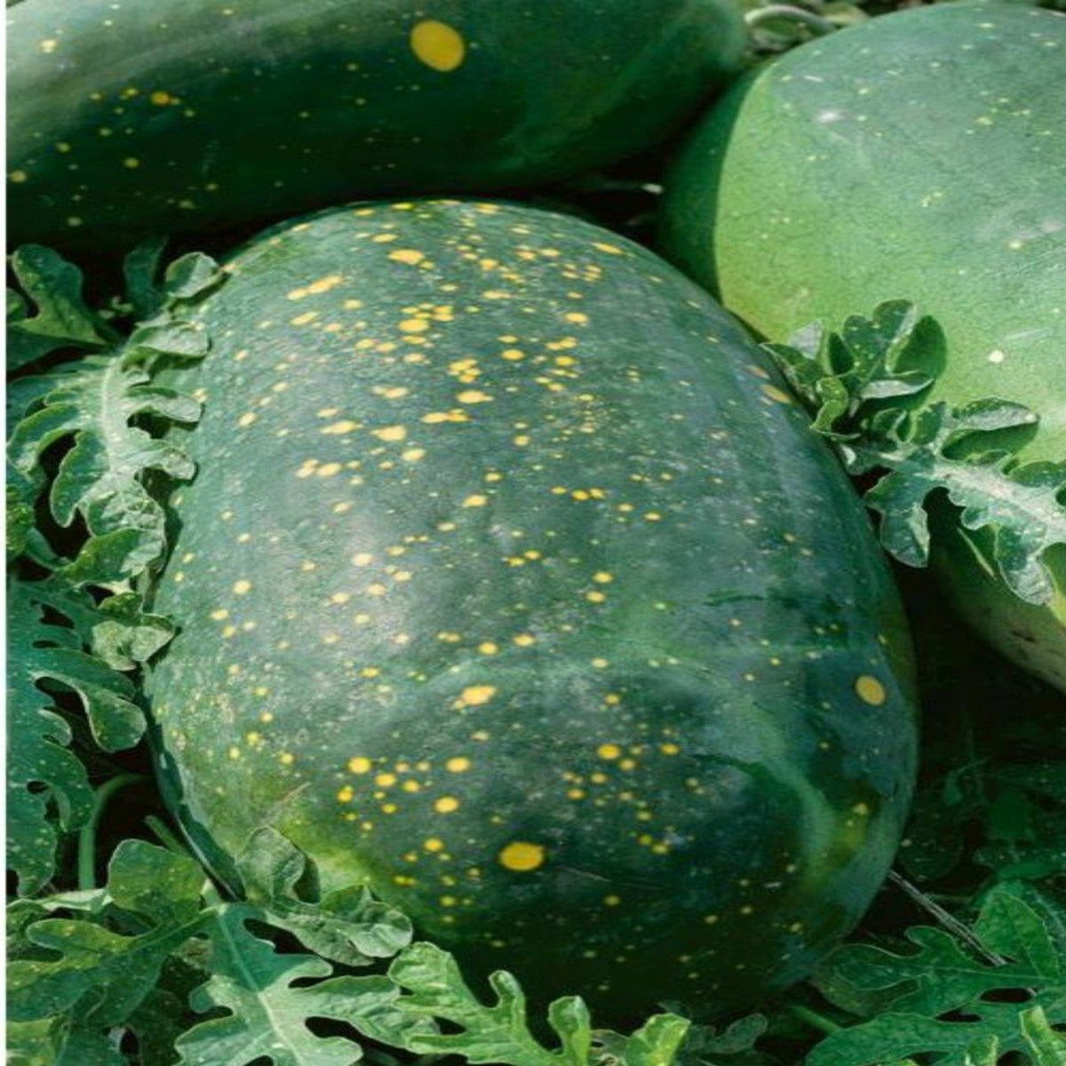 Moon & Stars Red Heirloom Watermelon Seeds by Papaws Garden Supply