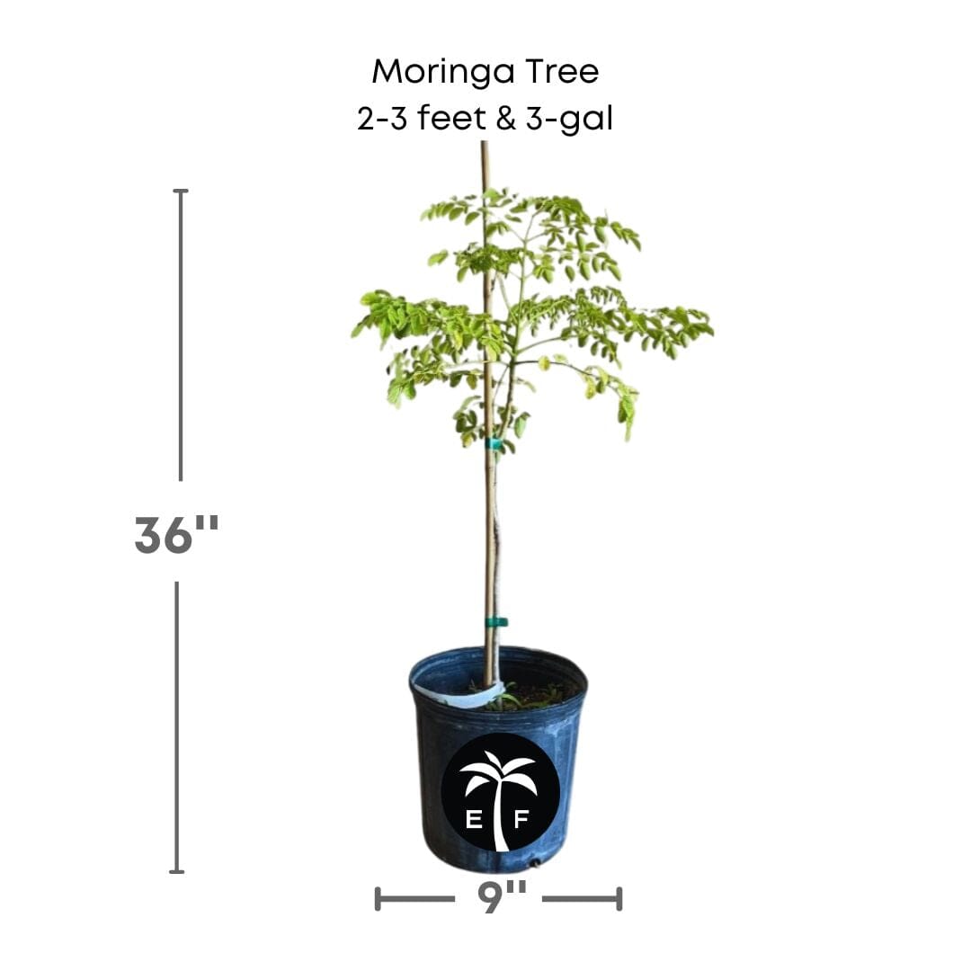Moringa Tree (Moringa Oleifera Tree for Sale), Fruit Trees from Everglades Farm