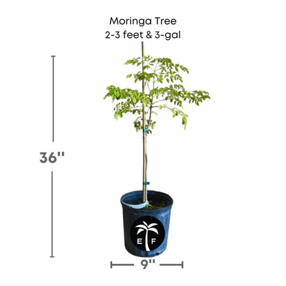 Moringa Tree (Moringa Oleifera Tree for Sale), Fruit Trees from Everglades Farm
