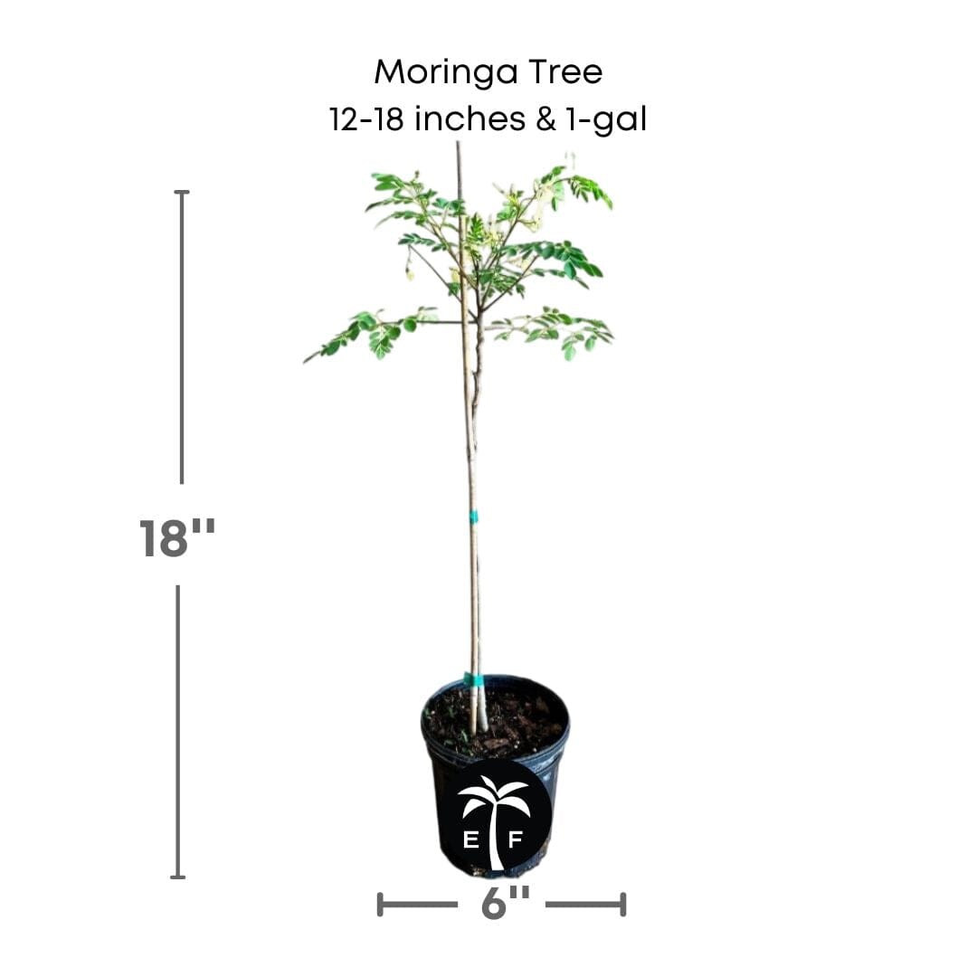 Moringa Tree (Moringa Oleifera Tree for Sale), Fruit Trees from Everglades Farm