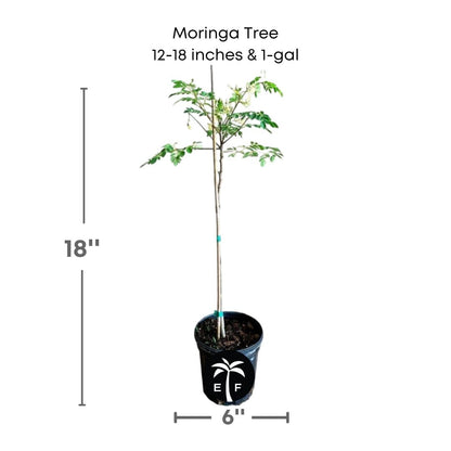 Moringa Tree (Moringa Oleifera Tree for Sale), Fruit Trees from Everglades Farm