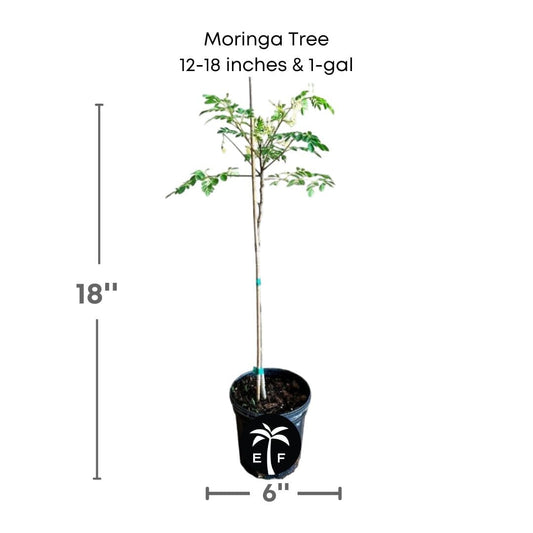 Moringa Tree (Moringa Oleifera Tree for Sale), Fruit Trees from Everglades Farm