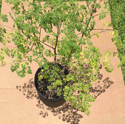 Moringa Tree (Moringa Oleifera Tree for Sale), Fruit Trees from Everglades Farm