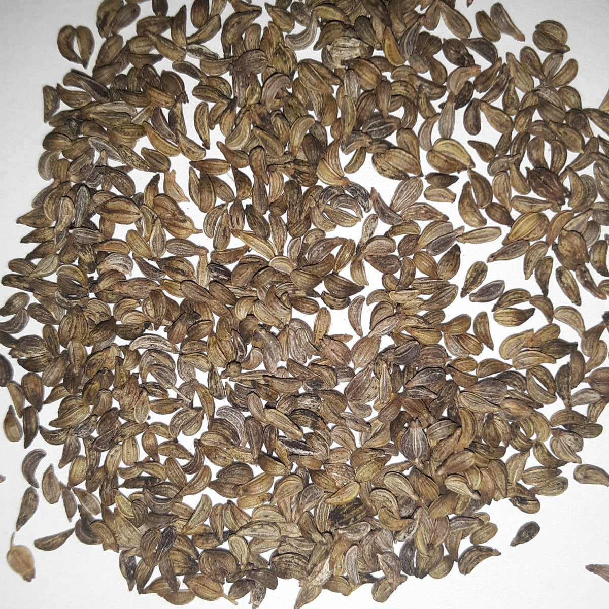 Herb Parley, Mossy Curled Seeds, image 2 of 5