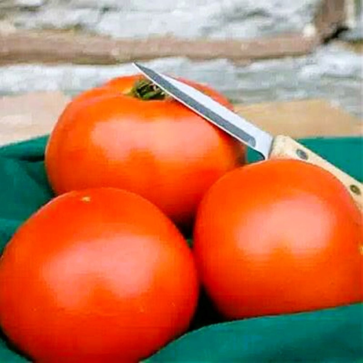 Mountain Fresh Plus Untreated Hybrid Tomato Seeds by Papaws Garden Supply