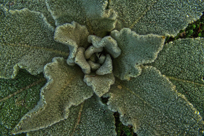 Mullein Leaf, Cut, Sifted