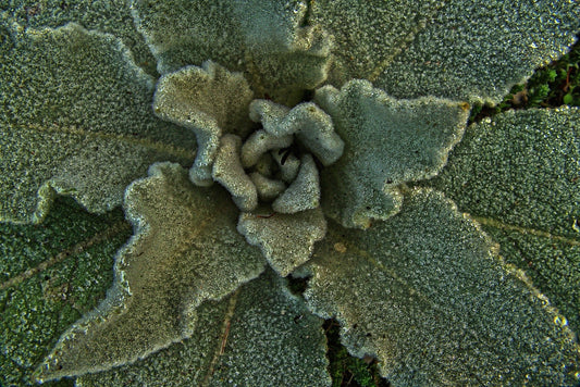 Mullein Leaf, Cut, Sifted