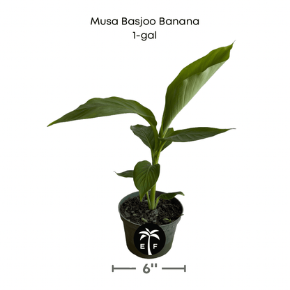 Basjoo Banana Plant – Cold Hardy Tropical Beauty