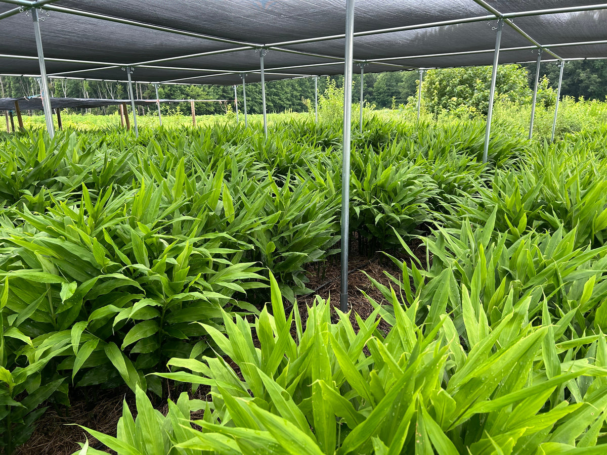 MYOGA Ginger | Suzuki Farm | 1 pack, image 3 of 5