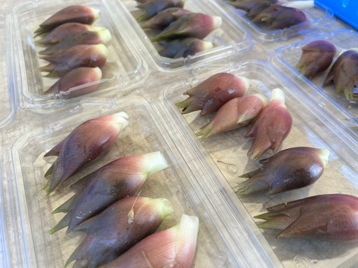 MYOGA Ginger | Suzuki Farm | 1 pack