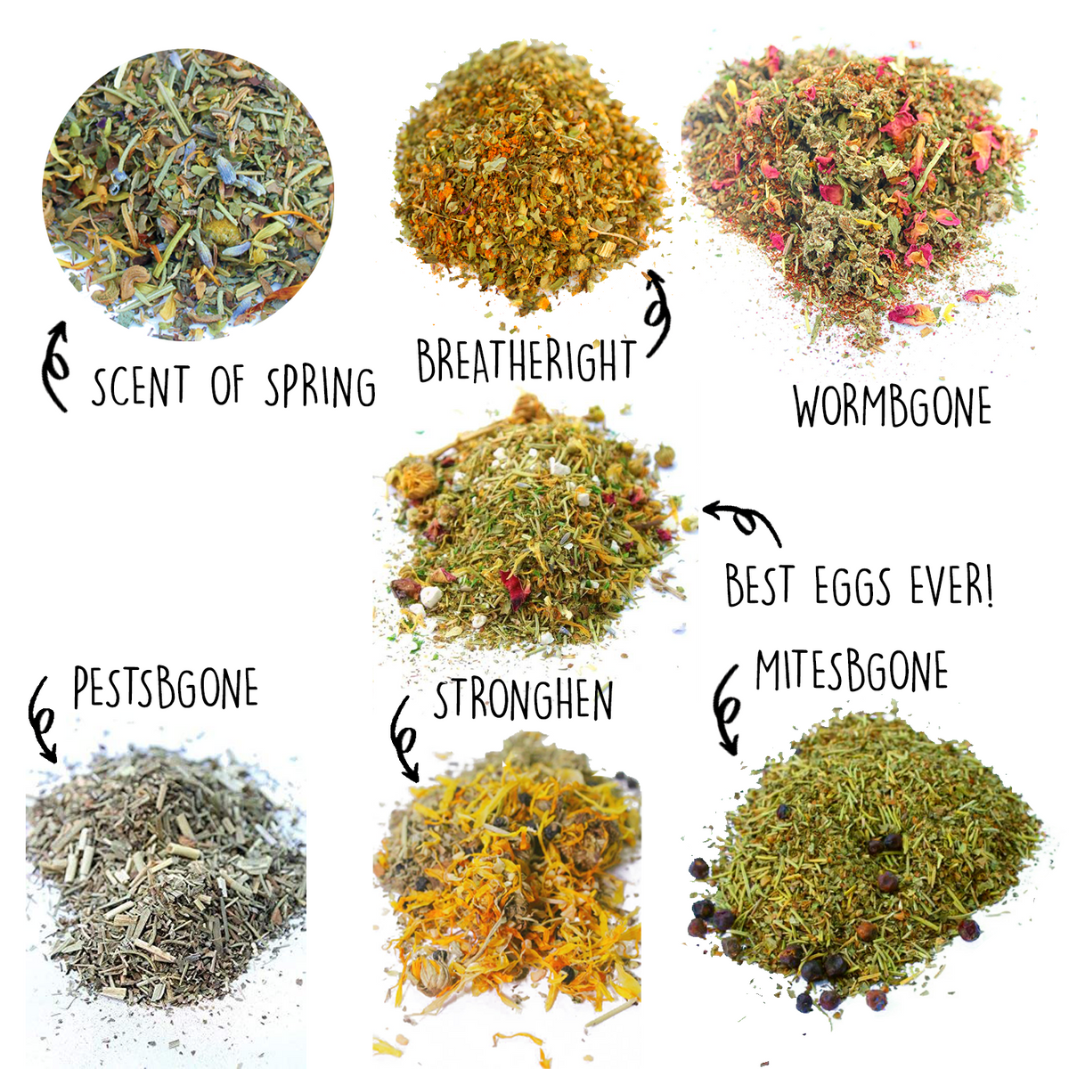 Nesting Herb Starter Bundle-- 7 Different Nesting & Coop Herbs from Dahlia Pets
