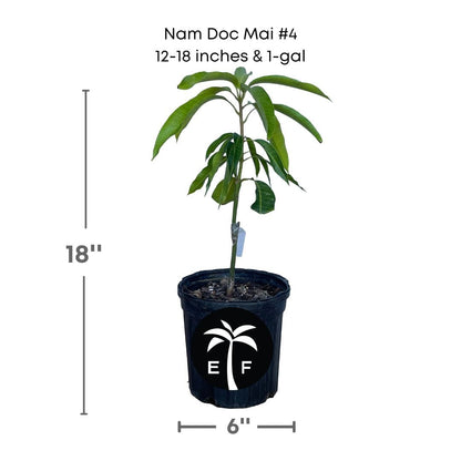 Nam Doc Mai # 4 Dwarf Mango Tree, Grafted, Fruit Trees from Everglades Farm