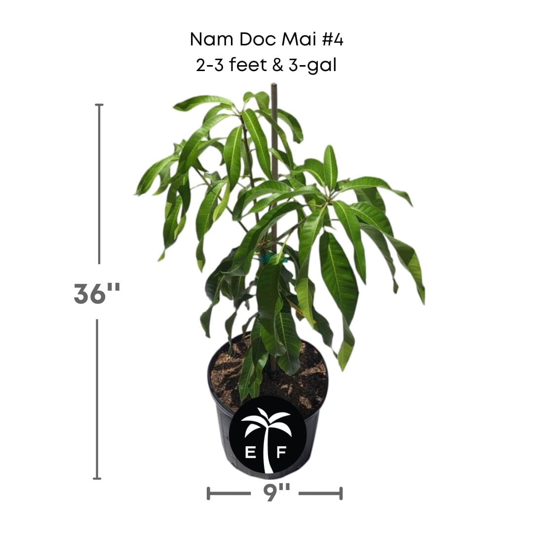Nam Doc Mai # 4 Dwarf Mango Tree, Grafted, Fruit Trees from Everglades Farm